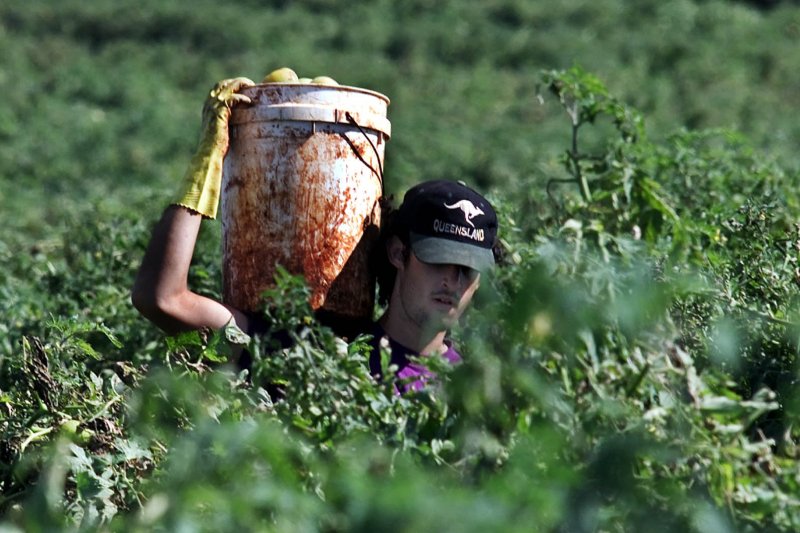 許多背包客到澳洲打工度假，卻遭到虐待與剝削等對待（AP）