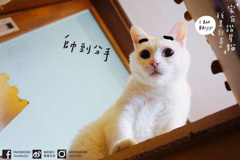 (圖/我是白吉。臉書) (圖/我是白吉。臉書)