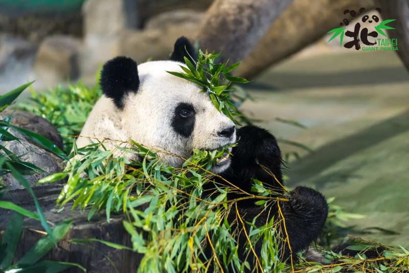 貓熊「團團」和「圓圓」將在29日歡度13歲生日，圖為圓圓。（台北市立動物園提供）