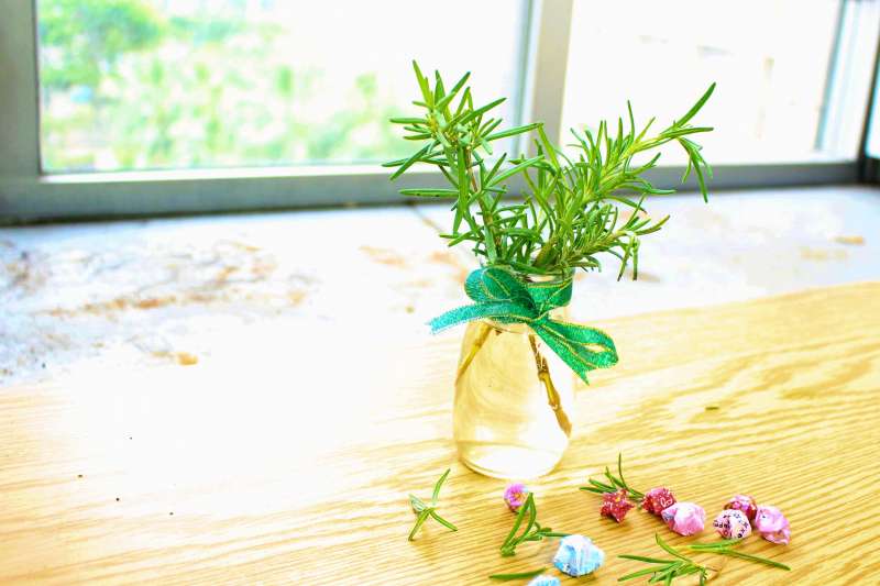迷迭香剪下頂芽插於自來水中（北市府）