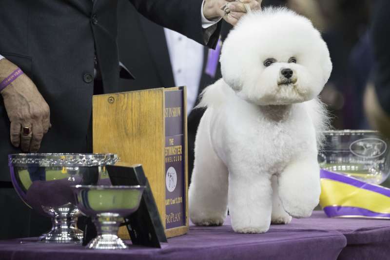 2018年2月，美國「西敏寺犬展」（Westminster Kennel Club Dog Show）總冠軍福臨（Flynn）（AP）