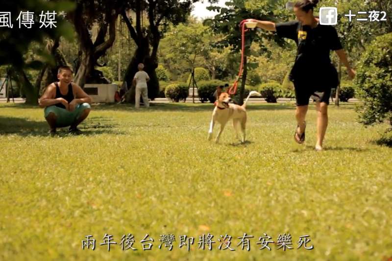 停止等待的死亡倒數!「零安樂死」執行超過一年,是里程碑還是浪浪的悲劇?
