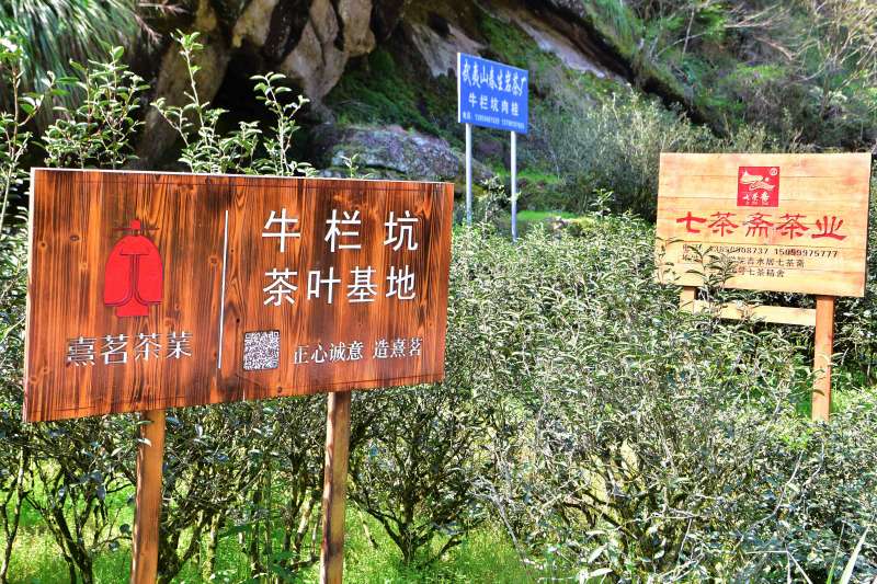 號稱極品武夷岩茶的「牛欄坑肉桂」(新華社) 號稱極品武夷岩茶的「牛欄坑肉桂」(新華社)