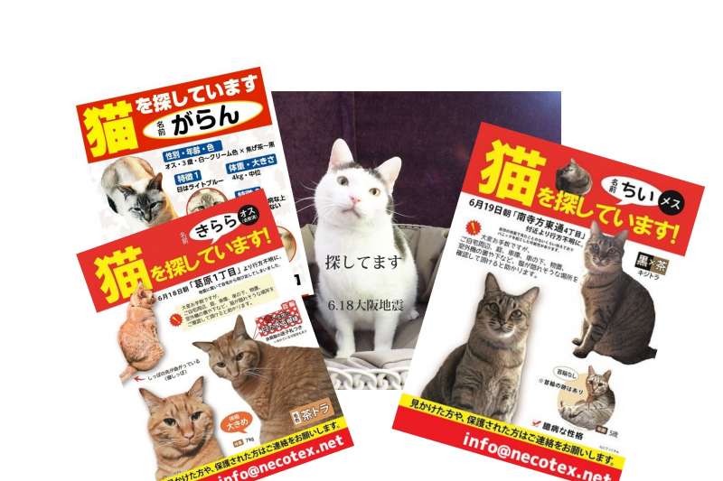 被強震嚇到奪窗而出！日本關西傳出多起「貓咪逃家」災情-風傳媒