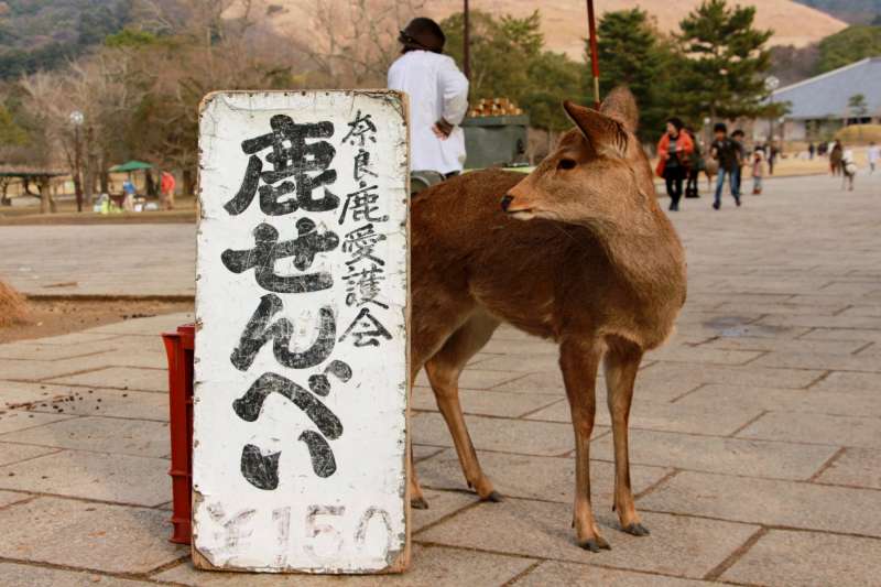 在鹿仙貝攤位附近徘徊的小鹿。（圖／陳怡秀攝｜想想論壇提供）