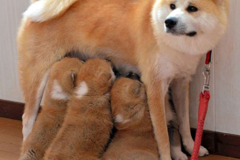 小溫餵奶給6隻幼犬(圖/潮日本提供) 小溫餵奶給6隻幼犬(圖/潮日本提供)