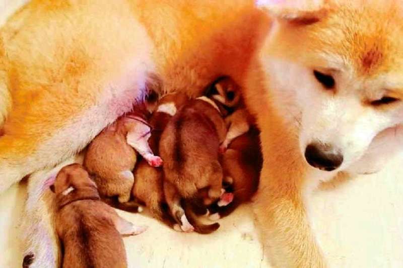 小溫餵奶給剛出生不久的6隻幼犬(圖/潮日本提供) 小溫餵奶給剛出生不久的6隻幼犬(圖/潮日本提供)