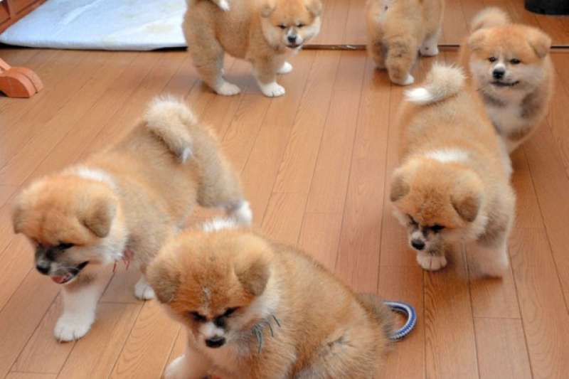 小溫生的6隻幼犬,公母各3隻(圖/潮日本提供) 小溫生的6隻幼犬,公母各3隻(圖/潮日本提供)