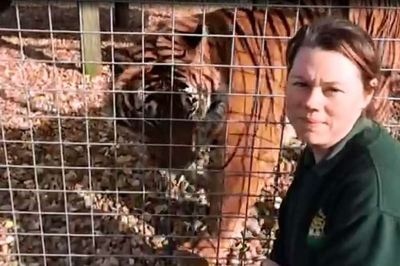 2017年，英國一動物園有飼養動物學歷和富有經驗的飼養員被老虎咬死。（BBC中文網）