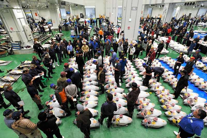 豐洲市場正式開幕,場內舉行首場鮪魚競拍,陸續擺上生鮮鮪魚(左後方)與冷凍鮪魚(圖/潮日本) 豐洲市場正式開幕,場內舉行首場鮪魚競拍,陸續擺上生鮮鮪魚(左後方)與冷凍鮪魚(圖/潮日本)