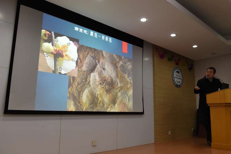 「南京花」與現代花朵的對比圖片(新華社) 「南京花」與現代花朵的對比圖片(新華社)