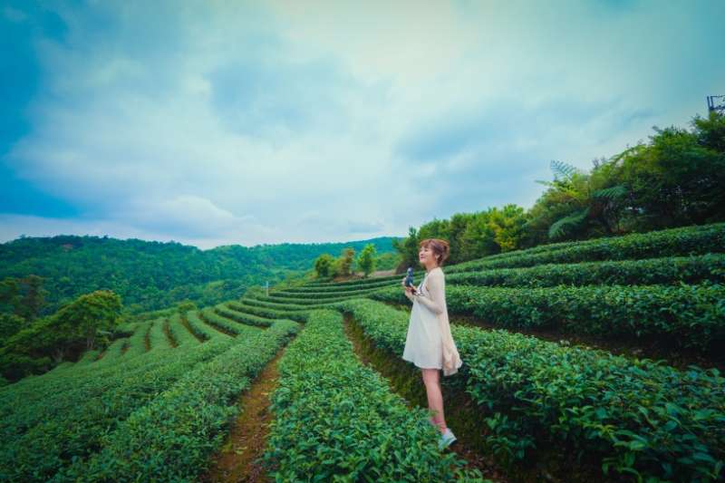 20190130-羿雯春節留稿專題配圖-2019漫遊小鎮年「經典小鎮攻略指南」。圖二十:坪林茶園。(取自交通部觀光局「台灣經典小鎮」網站) 20190130-羿雯春節留稿專題配圖-2019漫遊小鎮年「經典小鎮攻略指南」。圖二十:坪林茶園。(取自交通部觀光局「台灣經典小鎮」網站)
