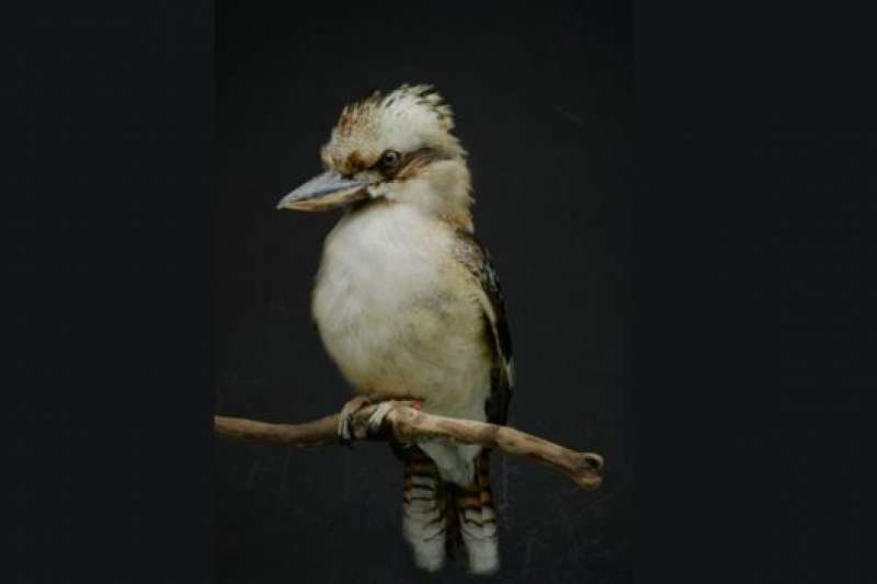 這隻笑翠鳥自然死亡前生活在動物園中(BBC中文網) 這隻笑翠鳥自然死亡前生活在動物園中(BBC中文網)