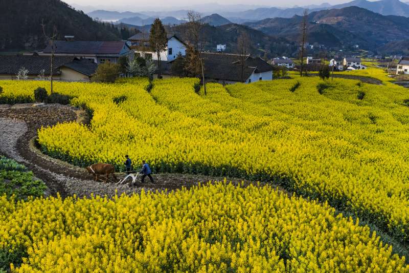 漢陰縣漩渦鎮堰坪村村民在鳳堰古梯田裏春耕(新華社) 漢陰縣漩渦鎮堰坪村村民在鳳堰古梯田裏春耕(新華社)
