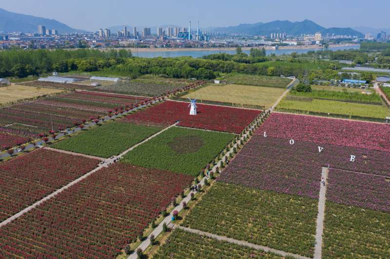 空中俯瞰杭州富陽區靈橋鎮外沙玫瑰園。(新華社) 空中俯瞰杭州富陽區靈橋鎮外沙玫瑰園。(新華社)