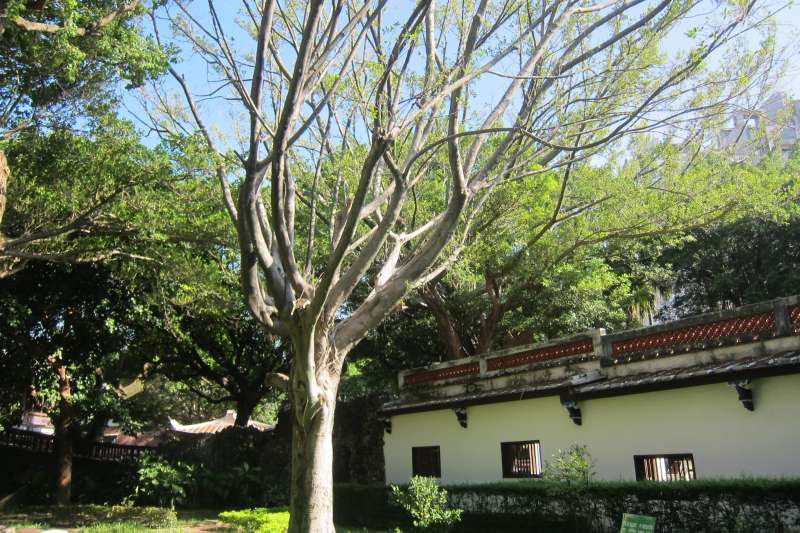 林本源園邸定靜堂後方菊圃受褐根病影響之樹木景觀。(圖/新北市文化局提供)