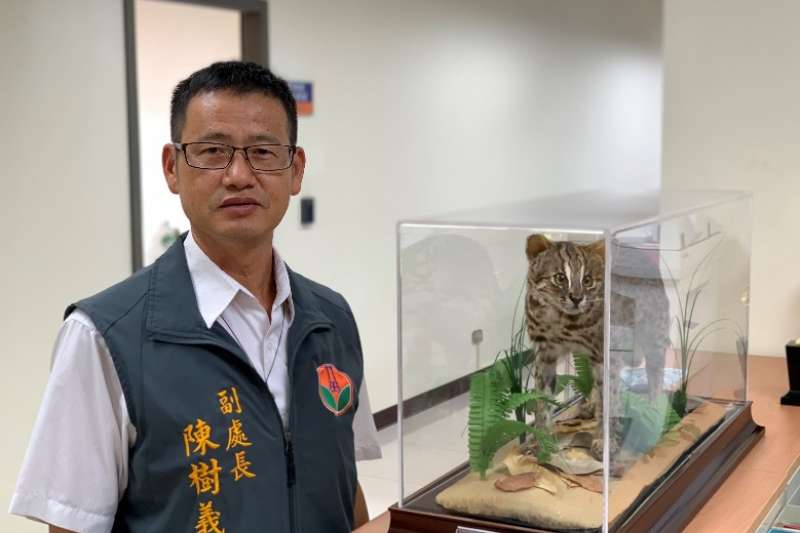 苗栗縣政府農業處副處長陳樹義呼籲中央能成立石虎保育專款專用基金,期盼不只為保育石虎,更能連結全民實際的需求。(圖/許占鳳) 苗栗縣政府農業處副處長陳樹義呼籲中央能成立石虎保育專款專用基金,期盼不只為保育石虎,更能連結全民實際的需求。(圖/許占鳳)