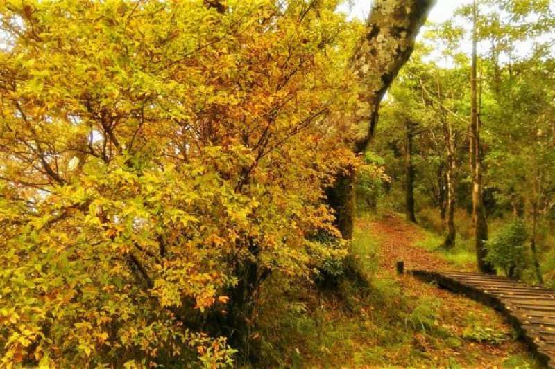 宜蘭太平山景點-宜蘭太平山山毛櫸。（圖／Tripbaa趣吧！亞洲自由行專家）