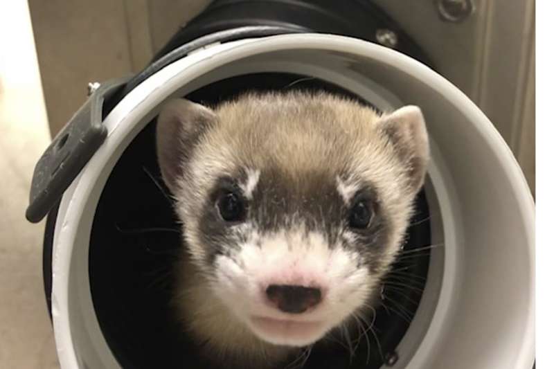 北美第一隻複製瀕危動物 超可愛 黑足鼬 亮相基因來自19年冷凍細胞 風傳媒 北美第一隻複製瀕危動物 超可愛 黑足鼬 亮相基因來自19年冷凍細胞 風傳媒