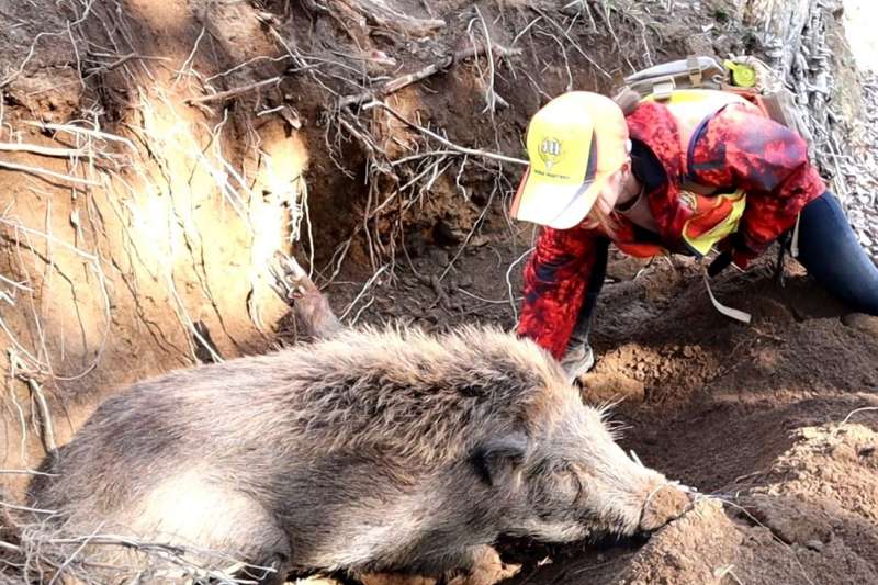 向山豬進行「最後一刺」的Nozomi(狩獵頻道提供)(圖/nippon.com) 向山豬進行「最後一刺」的Nozomi(狩獵頻道提供)(圖/nippon.com)