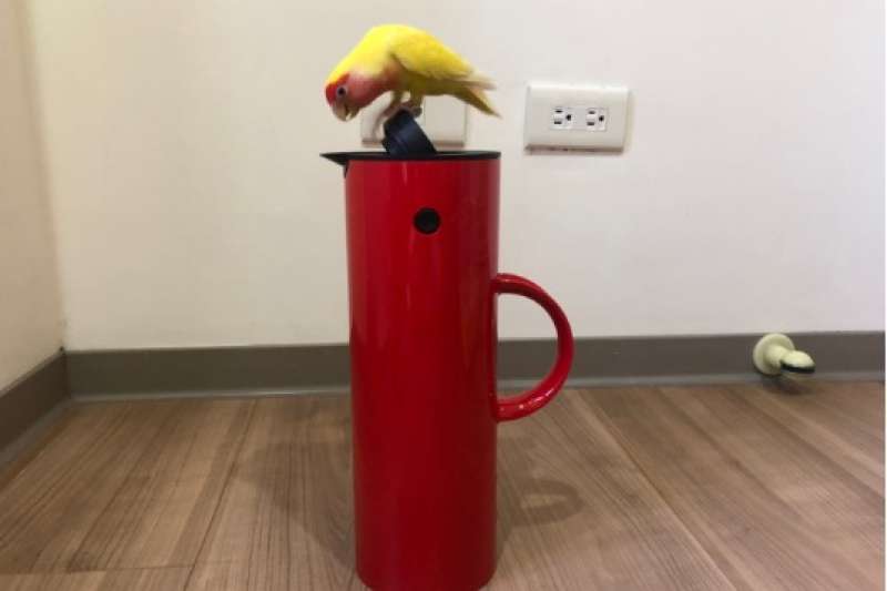 惹壺不開心的小鸚鵡 。(圖片取自網路)