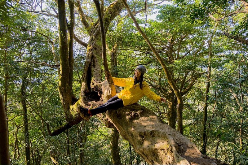 新竹北德拉曼山巨木步道。(圖/Tripbaa趣吧提供)