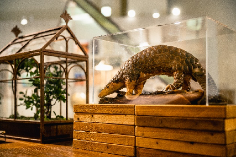 網羅了上百種昆蟲及動物標本。(圖/新北市政府) 網羅了上百種昆蟲及動物標本。(圖/新北市政府)