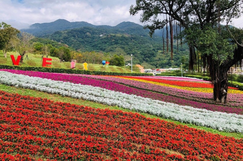 有「台版富良野」之稱的北投社三層崎花海,即日起登場。(台北市政府警察局北投分局提供)