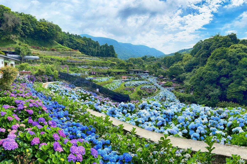 「2022竹子湖繡球花季」將於5月20日正式登場,當下午2點至4點天進入大梯田生態農園,可聆聽「純彩色」音樂會。(圖/臺北市政府產業發展局提供)