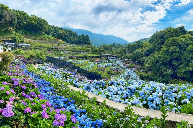 「2022竹子湖繡球花季」將於5月20日正式登場，當下午2點至4點天進入大梯田生態農園，可聆聽「純彩色」音樂會。（圖／臺北市政府產業發展局提供）