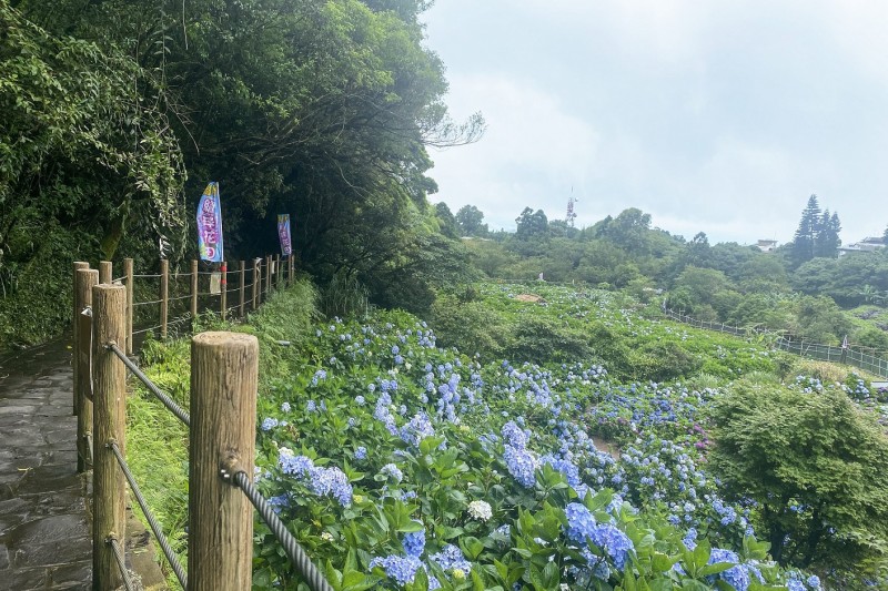 北市陽明山竹子湖山區端午連假期後,繡球花開始綻放。(圖/臺北市政府工務局大地工程處提供)