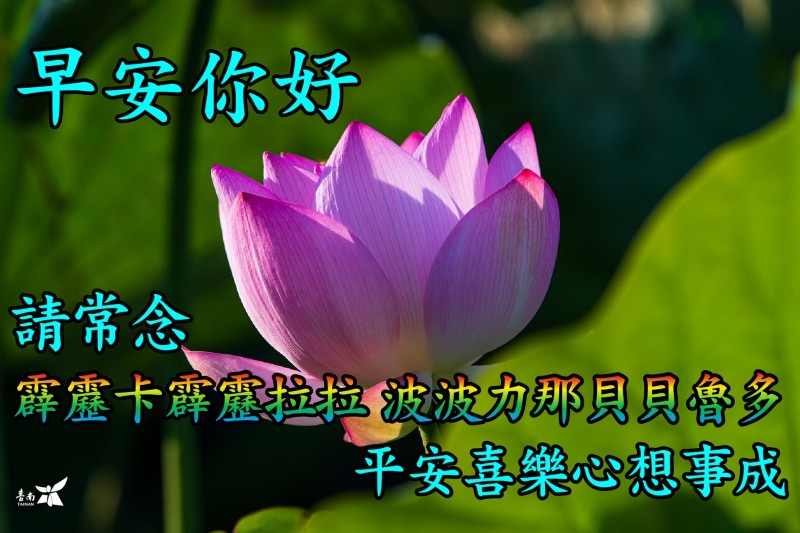 黃偉哲將白河蓮花美照加上厘頭文字梗,製成長輩圖範例。(圖/翻攝自黃偉哲臉書)