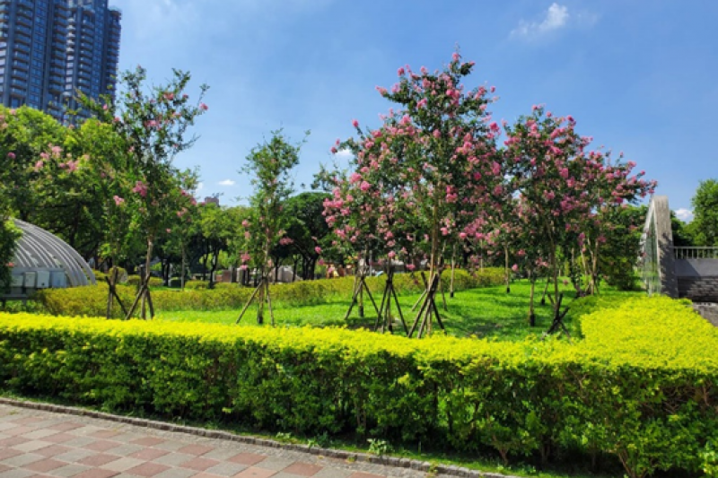 大安森林公園許多植物與花卉盛開,為公園增添了夢幻浪漫的氛圍。(圖/臺北市政府工務局提供)