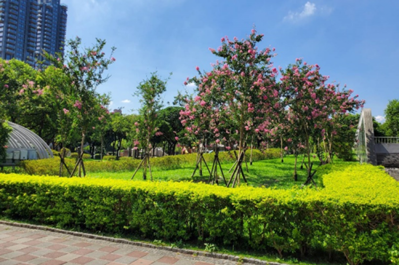 大安森林公園許多植物與花卉盛開，為公園增添了夢幻浪漫的氛圍。(圖／臺北市政府工務局提供) 