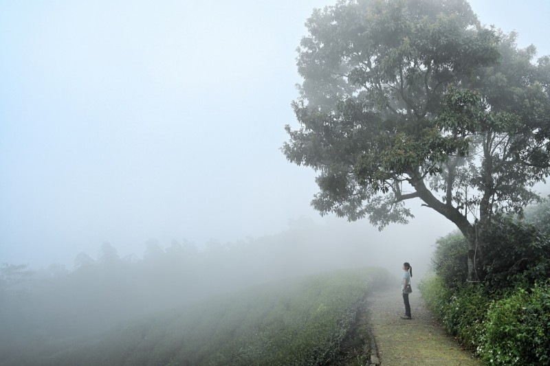 嘉義縣府邀請遊客趁著雲瀑季來走步道,搶拍秋冬限定仙氣美照。(圖/嘉義縣政府文化觀光局提供)