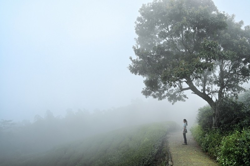 嘉義縣府邀請遊客趁著雲瀑季來走步道，搶拍秋冬限定仙氣美照。（圖／嘉義縣政府文化觀光局提供）