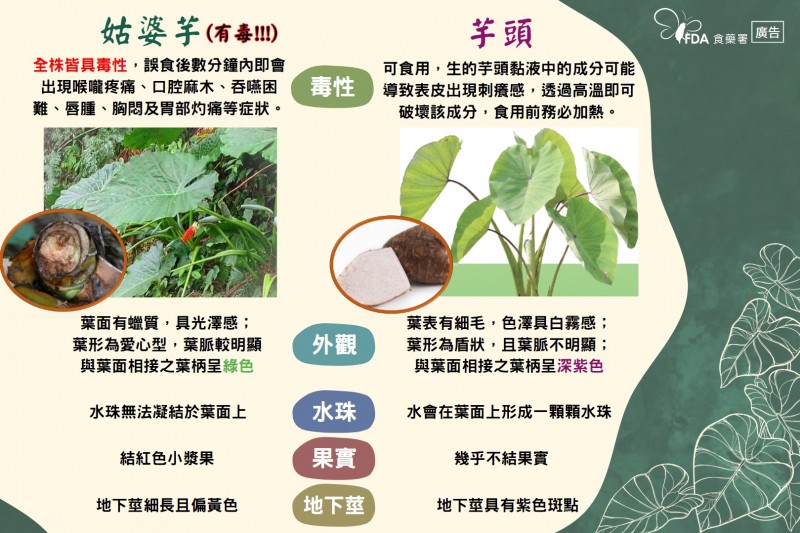 姑婆芋和芋頭的外觀差別。(圖/食藥署提供) 姑婆芋和芋頭的外觀差別。(圖/食藥署提供)