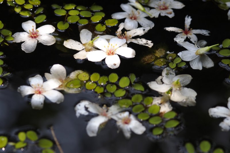 (圖/Fat Joe's (胖Joe's) Photos@flickr) 龍潭(圖/ bobowin旅行攝影生活)