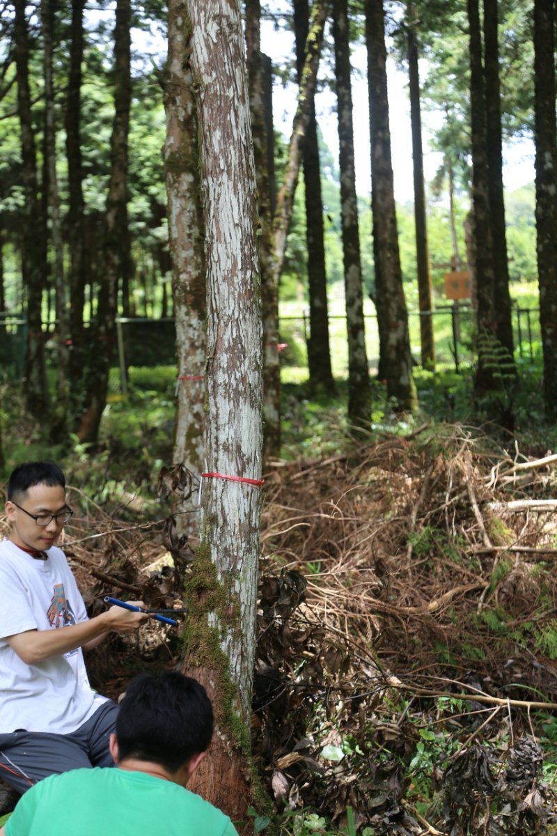 森保處最後確定種樹位置,選定11株樹齡50年的樹木進行鑽樹芯,進行年輪與樹種的辨定,才找到經國先生所種的扁柏。(森保處提供) 森保處最後採集樹葉「驗明正身」就是蔣經國所種的扁柏(綁紅線〕。(森保處提供)