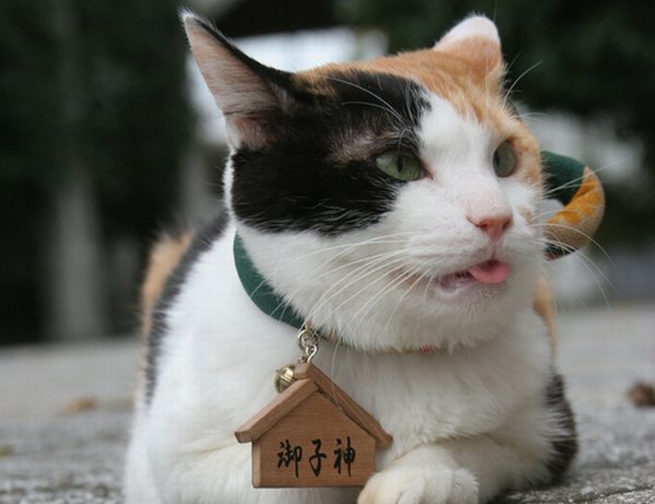 喵 喵