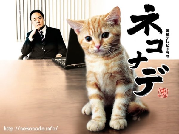 喵 喵
