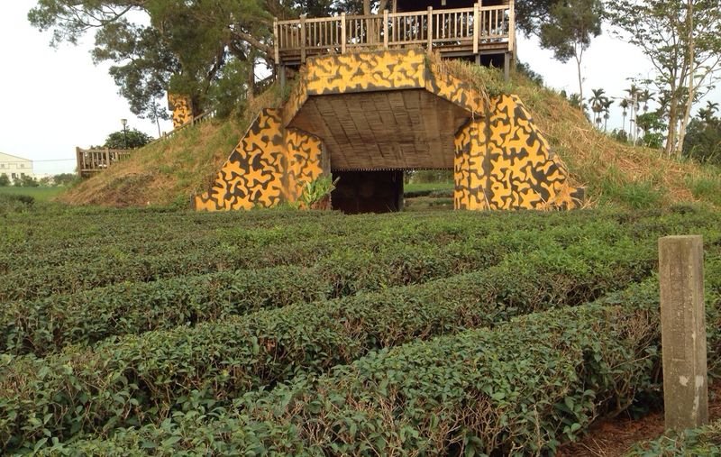 有機茶園(圖片來源:作者提供) 有機茶園(圖片來源:作者提供)