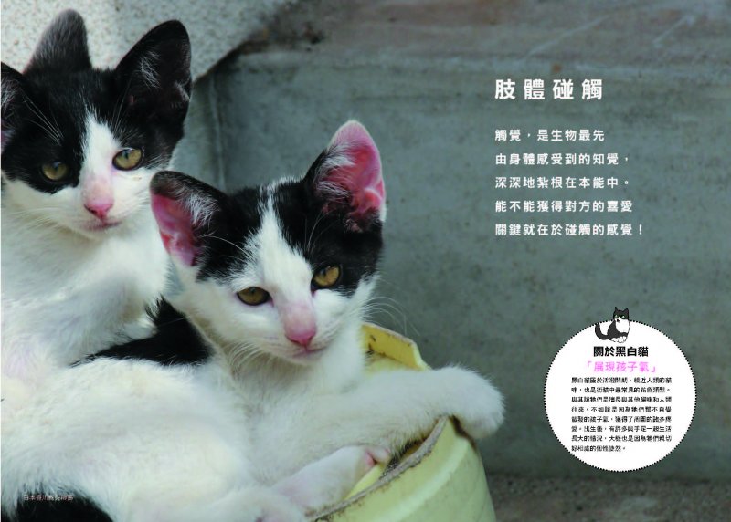 cat cat