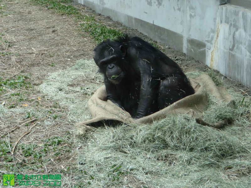 蜷縮在麻布袋裡頭。（取自台北市立動物園）