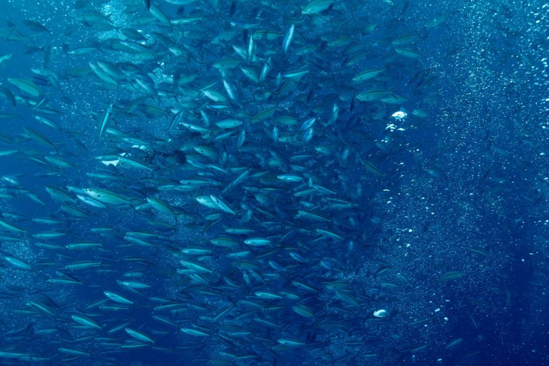 帛琉禁止商業捕撈,浮潛客常可遇上大批魚群的壯觀景象。(圖/邱宏照臉書) 帛琉禁止商業捕撈,浮潛客常可遇上大批魚群的壯觀景象。(圖/邱宏照臉書)