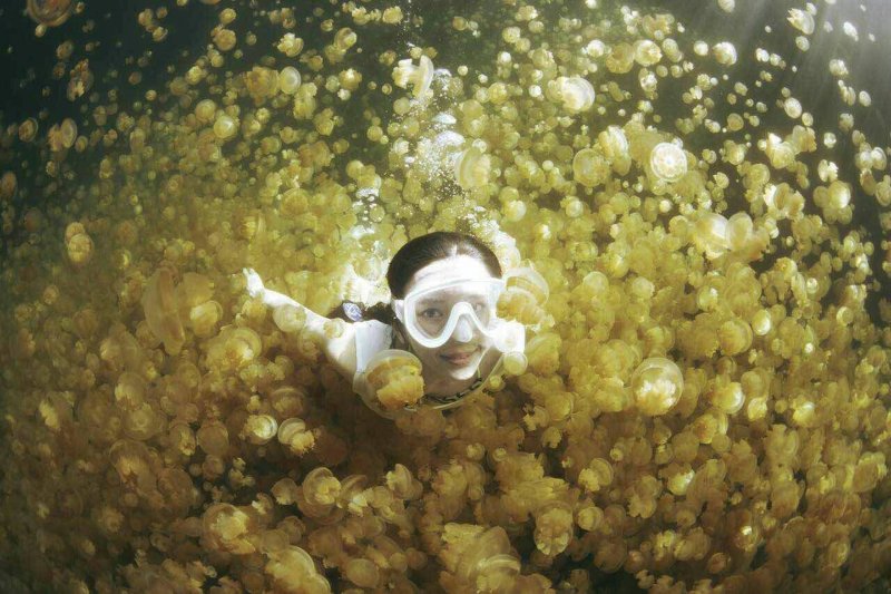 水母湖裡成千上萬的粉橘水母與潛客同游雖美，密集恐懼症者下水前得三思。（圖／邱宏照提供）