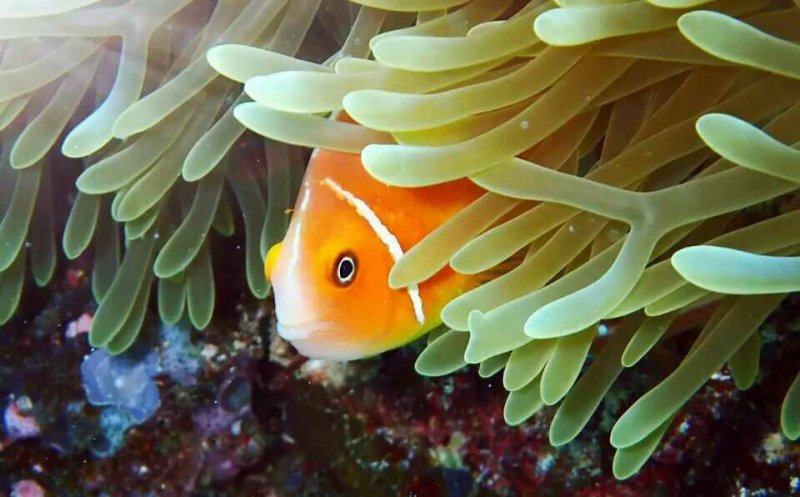帛琉是熱帶魚天堂,是最好的親子生態教室,還可看見小丑魚與海葵共生的可愛模樣。(圖/邱宏照提供) 帛琉是熱帶魚天堂,是最好的親子生態教室,還可看見小丑魚與海葵共生的可愛模樣。(圖/邱宏照提供)