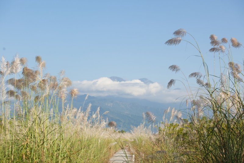 鳳林段的花蓮溪畔,地勢低含水量較市區豐沛,甜根子草在夏秋交際的九月,搶先在河床上花開一遍。(圖/時報出版提供) 鳳林段的花蓮溪畔,地勢低含水量較市區豐沛,甜根子草在夏秋交際的九月,搶先在河床上花開一遍。(圖/時報出版提供)