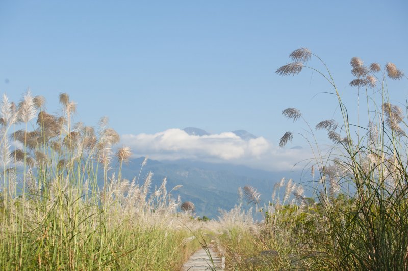 鳳林段的花蓮溪畔，地勢低含水量較市區豐沛，甜根子草在夏秋交際的九月，搶先在河床上花開一遍。（圖/時報出版提供）