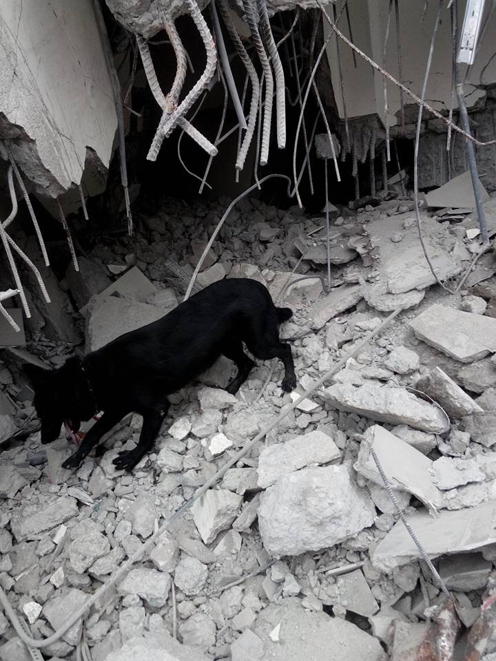 搜救犬Sunny在台南大地震現場(台灣精英國際搜救協會官網) 搜救犬Sunny在台南大地震現場(台灣精英國際搜救協會官網)